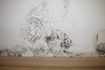 mold remediation services in Richardson