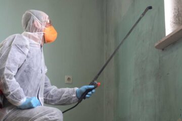 mold removal in Richardson